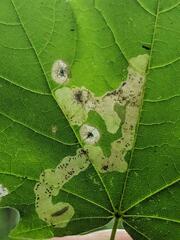 Pterygota