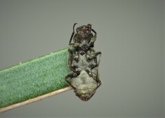 Pomatinus substriatus