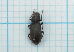 Pomatinus substriatus