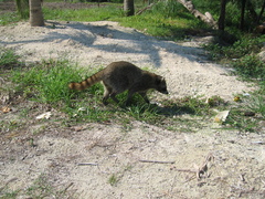 Procyon pygmaeus