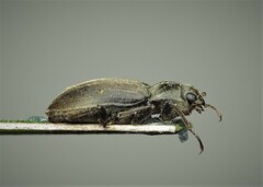 Pomatinus substriatus