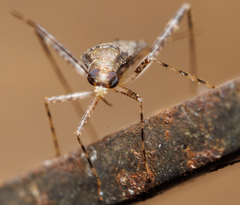 Closterotomus fulvomaculatus