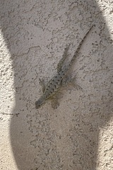 Sceloporus occidentalis