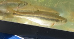 Semotilus atromaculatus