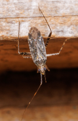 Closterotomus fulvomaculatus