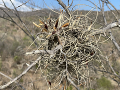 Tillandsia ferrisiana