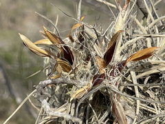 Tillandsia ferrisiana