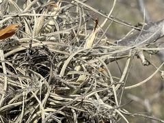 Tillandsia ferrisiana