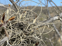 Tillandsia ferrisiana