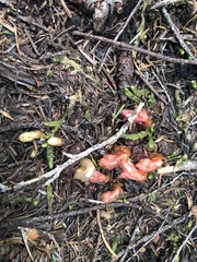 Monotropa hypopitys