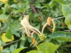 Lonicera periclymenum