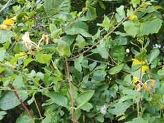 Lonicera periclymenum