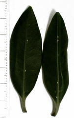 Lecanochiton actites