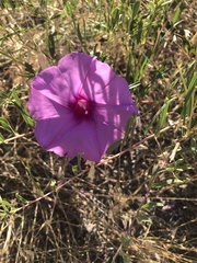 Ipomoea leptophylla