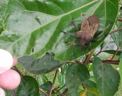 Pachylis acutangulus