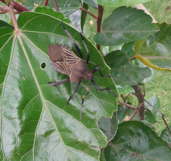 Pachylis acutangulus