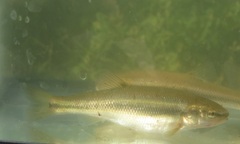 Semotilus atromaculatus