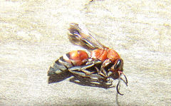 Psorthaspis legata