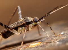 Closterotomus fulvomaculatus