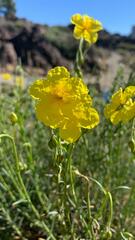 Helianthemum juliae
