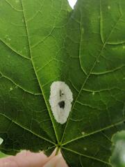 Phyllonorycter clemensella