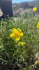 Helianthemum juliae