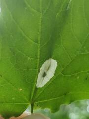 Phyllonorycter clemensella
