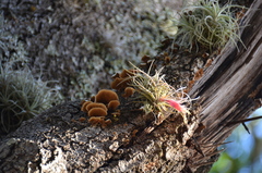 Tillandsia arroyoensis