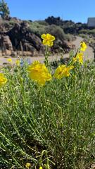 Helianthemum juliae