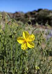 Helianthemum juliae