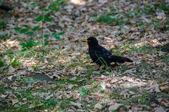 Turdus merula