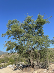 Havardia mexicana