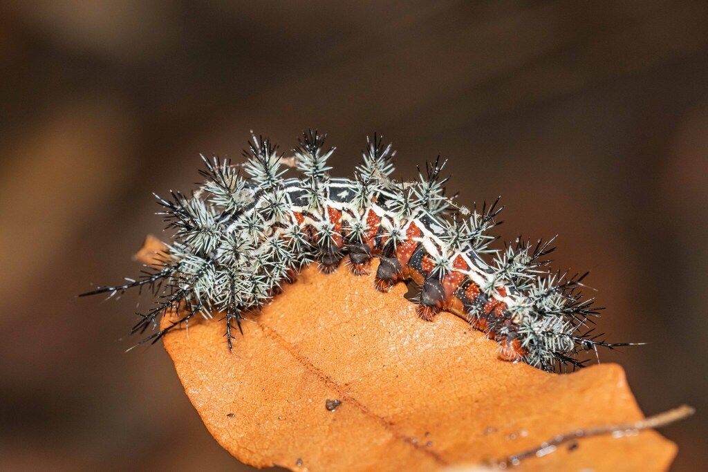 Cecrops Eyed Silkmoth