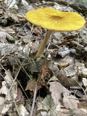 Pluteus