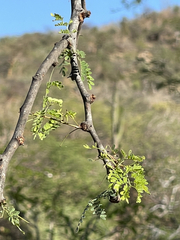 Havardia mexicana