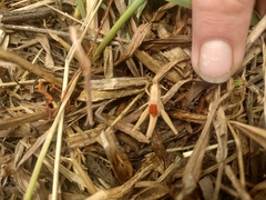 Eutrombidium trigonum