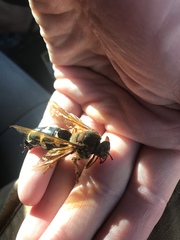 Sphecius