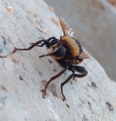 Laphria bomboides