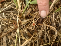 Eutrombidium trigonum