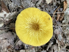 Pluteus