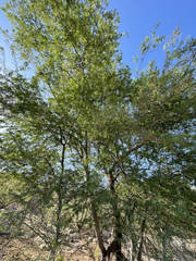 Havardia mexicana