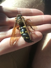 Sphecius