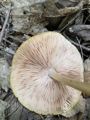 Pluteus