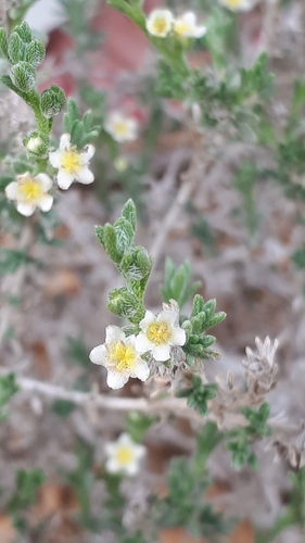 Echiochilon persicum · iNaturalist