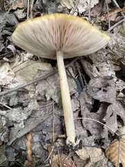 Pluteus