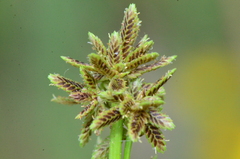 Cyperus fuscus