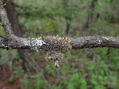 Hypogymnia austerodes