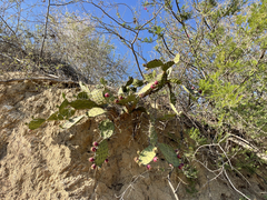 Opuntia bravoana