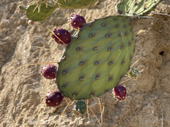 Opuntia bravoana