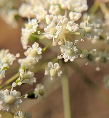 Perideridia kelloggii